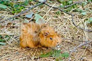 guinea pig brown
