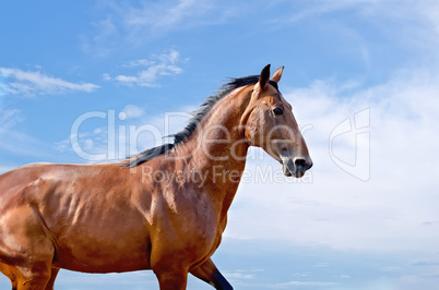 horse against the sky