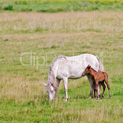 horse white with a foal in the meadow