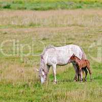 horse white with a foal in the meadow