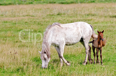 horse white with a foal