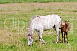 horse white with a foal