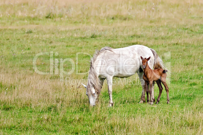 horse white with bay foal