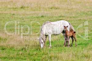 horse white with bay foal