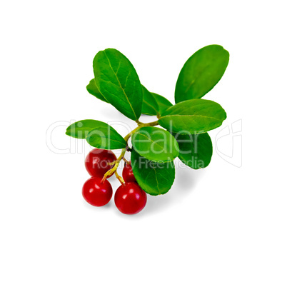 lingonberry with leaves