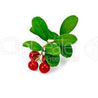 lingonberry with leaves