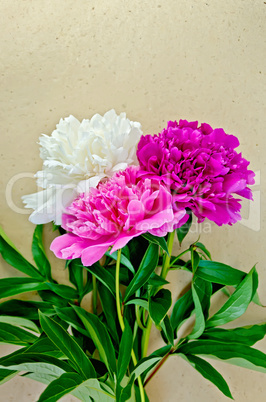 peonies on wrapping paper