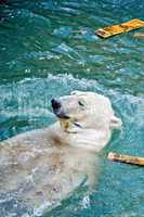 polar bear in water