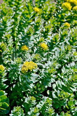 rhodiola rosea is blooming