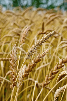 spikelets of wheat against the background of a wheat field