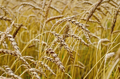 spikelets of wheat in a wheat field