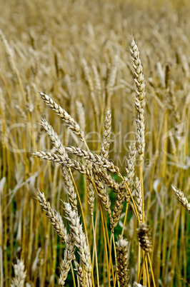spikelets of wheat on the field