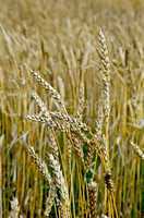 spikelets of wheat on the field