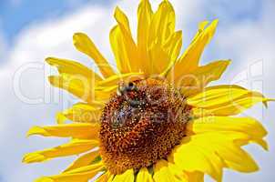sunflower with bumblebee