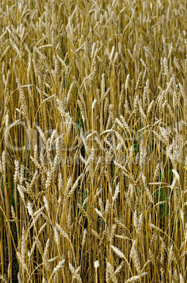 wheat golden field