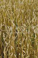 wheat golden field