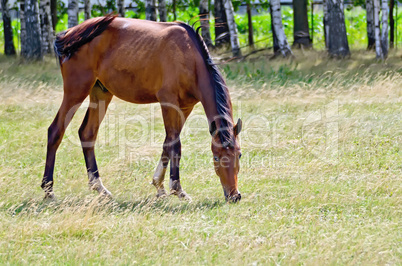 young bay horse grazing in the meadow
