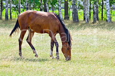 young bay horse in the field