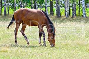 young bay horse in the field
