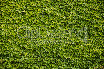 green wall background of boston ivy