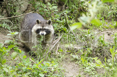 raccoon walking through a green meadow