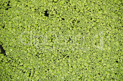 background of lemna floating plants