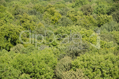 forest canopy as seen from above