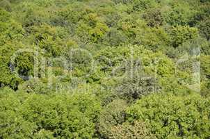forest canopy as seen from above