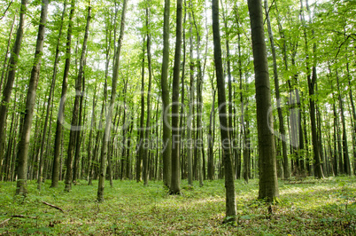 beech forest in summer