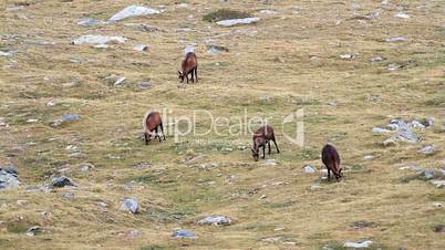 Chamois herd