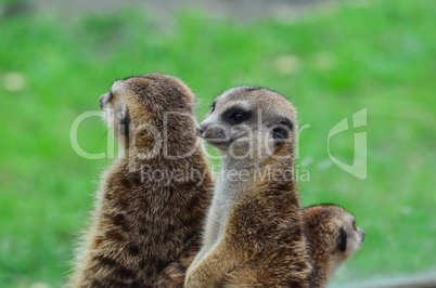 meerkats