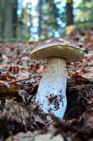 dark boletus edulis mushroom
