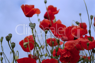 Mohnblumen tanzen im  Wind