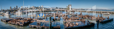 sea lions at pier 39 panorama