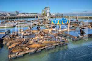 california sea lions