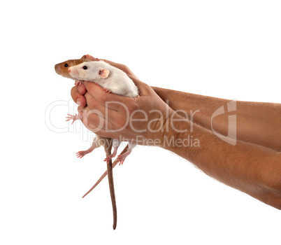 two rats in human outstretched hands