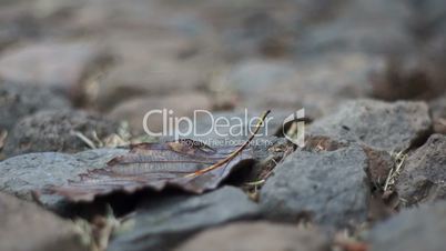 Dry Leaf on Rocks Dolly