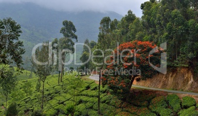 Landschaft in Kerala, Indien