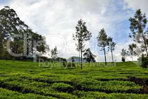 Teeanbau in Indien