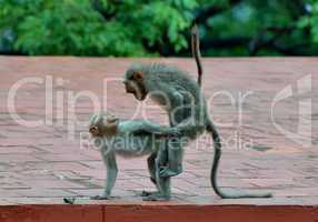 Affen in Kerala, Indien