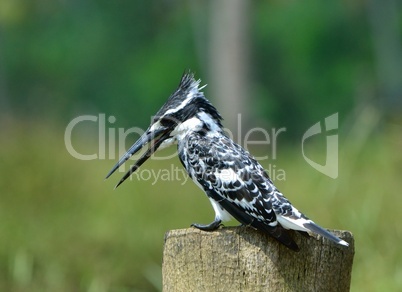 eisvogel in kerala, indien