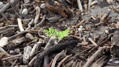 green plant among dead wood dolly