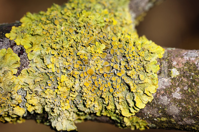 gewöhnliche gelbflechte - xanthoria parietina