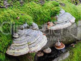 Zunderschwamm (Fomes fomentarius)