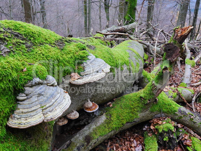 Zunderschwamm (Fomes fomentarius)