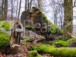 Zunderschwamm (Fomes fomentarius)