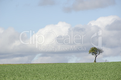 tree on a field with road