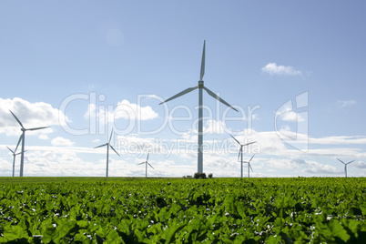 wind turbines on a field