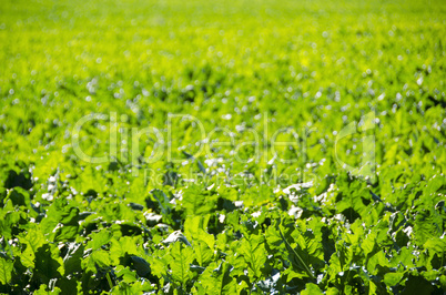 a field of sugar beet plants