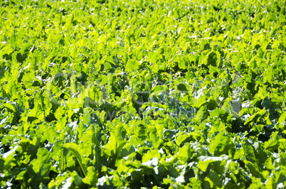 a field of sugar beet plants